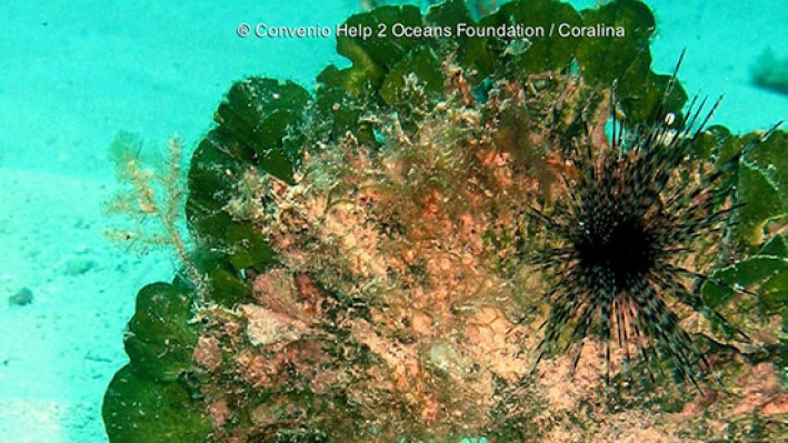 Sea Urchins (16)